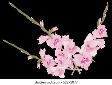 illustration with pink flowers isolated on black