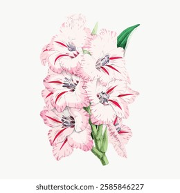 Illustration of pink gladiolus flowers with green leaves. Gladiolus blooms in pink hues. Delicate pink petals of gladiolus. Botanical art of gladiolus flowers. Vintage art illustration, vector.