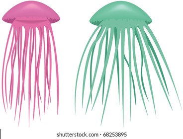 Illustration, pink, and green jelly-fish on a white background.