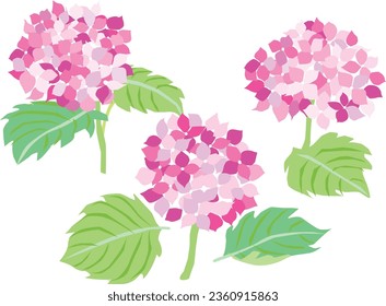 Illustration of the pink hydrangea of June