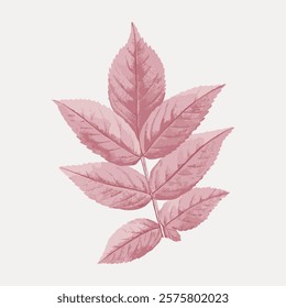 Illustration of pink leaves on a light background. Pink leaves with detailed veins. Botanical art featuring pink leaves in a natural, elegant style. Isolated vintage art illustration vector element.