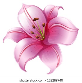 Illustration of a pink lily flower on a white background