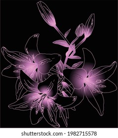 illustration with pink lily flower outline isolated on black background