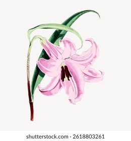 Illustration of a pink lily with green leaves. The pink lily is detailed, showing petals and stem. Pink lily art is elegant and vibrant, highlighting nature's beauty. Vintage flower vector.