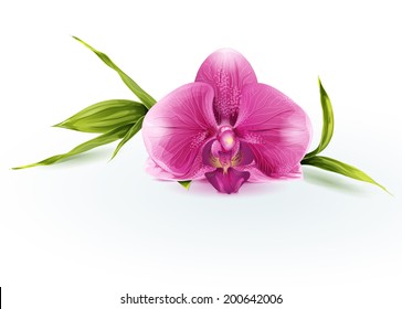 Illustration of a pink orchid