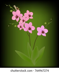 illustration with pink orchid branch on green background