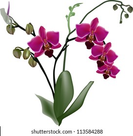 illustration with pink orchid decoration