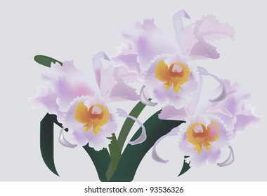 illustration with pink orchid flowers on grey background