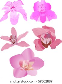 illustration with pink orchids collection