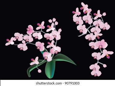 illustration with pink orchids on black background