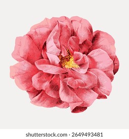 Illustration of a pink peony flower with detailed petals. The peony's vibrant pink hues and intricate petal design make it a stunning floral illustration. Vintage flower illustration vector.