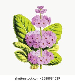 Illustration of pink primrose flowers with green leaves. Primrose flowers bloom in clusters. Botanical art of primrose with vibrant pink petals and lush green leaves. Vintage art illustration, vector.