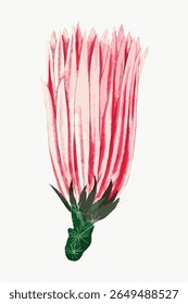 Illustration of a pink protea flower with green leaves. The protea flower stands tall, showcasing its pink petals. Pink protea art with green leaves on white. Vintage flower illustration vector.