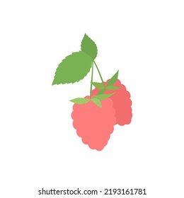 Illustration of a pink raspberry on a branch. Vector drawing of fruit for design