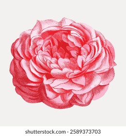 Illustration of a pink and red rose with detailed petals. The rose is vibrant, with pink and red hues, showcasing intricate petal details and texture. Vintage botanical illustration vector.