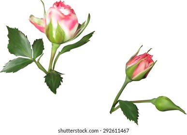 illustration with pink rose buds isolated on white background