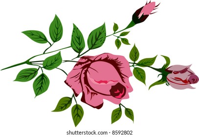 illustration with pink rose decoration