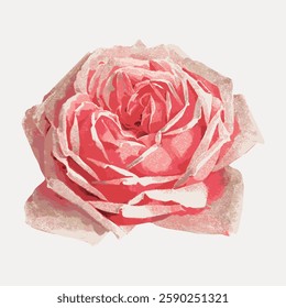 Illustration of a pink rose with detailed petals. The pink rose is depicted in a realistic style, showcasing the beauty of the pink rose's texture and color. Vintage botanical illustration vector.