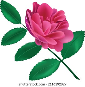 Illustration einer rosafarbenen Rosenblume mit Stamm und grünen Blättern für Illustration, Poster, Hintergrund oder Tapete