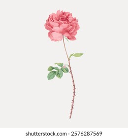 Illustration of a pink rose with green leaves on a thorny stem. The pink rose is detailed, showing petals and leaves. A classic pink rose on a simple background. Vintage floral illustration, vector.