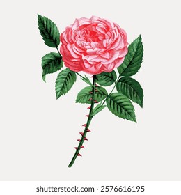 Illustration of a pink rose with green leaves. The rose is detailed, showcasing its petals and thorns. Pink rose, green leaves, and thorns are prominent. Vintage floral illustration isolated, vector.