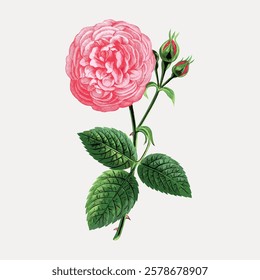 Illustration of a pink rose with green leaves. The rose is detailed, showing petals and buds. Pink rose, green leaves, and detailed illustration of a rose. Vintage flower illustration, vector.