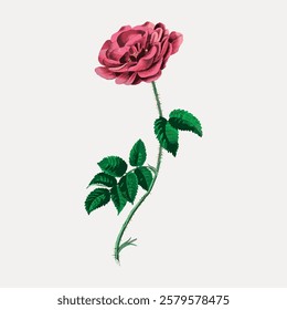 Illustration of a pink rose with green leaves. The rose is detailed, showing petals and thorns. Pink rose and green leaves on a white background. Vintage flower illustration isolated on white, vector.