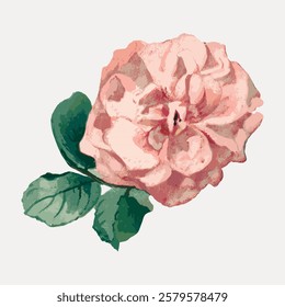 Illustration of a pink rose with green leaves. The rose is detailed and vibrant. The pink rose stands out against a plain background. Elegant pink rose design. Vintage flower illustration, vector.