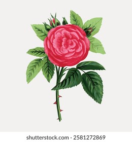 Illustration of a pink rose with green leaves. The rose is detailed, showing petals and buds. Pink rose and green leaves create a classic floral design. Vintage flower illustration isolated, vector.