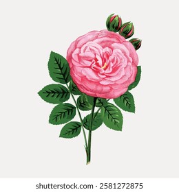 Illustration of a pink rose with green leaves. The rose is detailed, showing petals and buds. Pink rose and green leaves create a classic floral design. Vintage flower illustration isolated, vector.