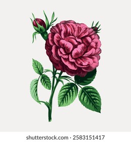 Illustration of a pink rose with green leaves. The rose is detailed, with a pink hue. Green leaves complement the pink rose, creating a vibrant floral image. Vintage flower illustration, vector.