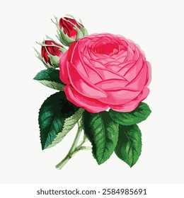 Illustration of a pink rose with green leaves. The rose is in full bloom, showcasing vibrant pink petals. Buds accompany the blooming pink rose. Elegant floral design. Vintage art illustration, vector