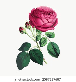 Illustration of a pink rose with green leaves. The rose is detailed, with a vibrant pink color. Green leaves surround the pink rose, adding contrast. Vintage art illustration, vector.