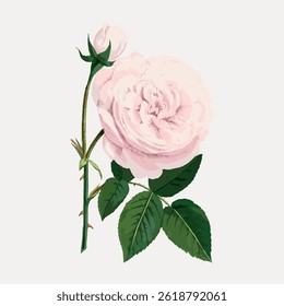 Illustration of a pink rose with green leaves. The rose, with its delicate pink petals, is accompanied by a budding The pink rose is detailed and elegant. Vintage rose illustration vector.