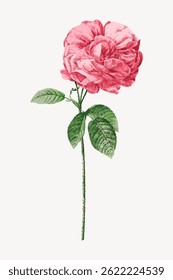 Illustration of a pink rose with green leaves on a white background. The rose is detailed and vibrant, showcasing the beauty of the pink petals and green leaves. Vintage rose illustration vector.