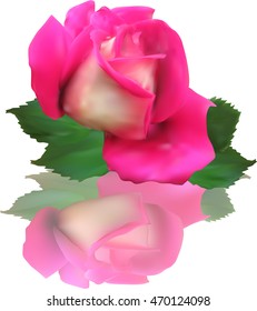 illustration with pink rose isolated on white background