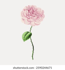 Illustration of a pink rose with a long stem and green leaves. The pink rose is detailed and vibrant. A classic pink rose with a single green leaf. Vintage botanical illustration vector.