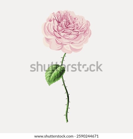 Illustration of a pink rose with a long stem and green leaves. The pink rose is detailed and vibrant. A classic pink rose with a single green leaf. Vintage botanical illustration vector.