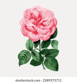 Illustration of a pink rose with lush green leaves. The pink rose is detailed and vibrant. Green leaves complement the pink rose, creating a classic floral design. Vintage botanical vector.