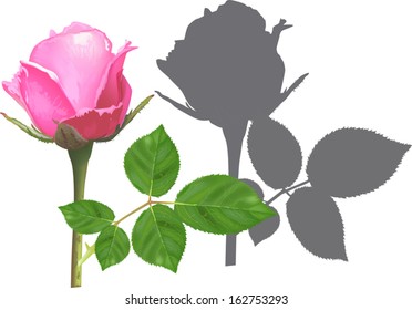 illustration with pink rose and shadow isolated on white background