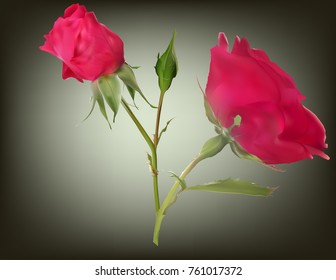 ilustración con rosa rosa rosa rosa con dos brotes sobre fondo oscuro