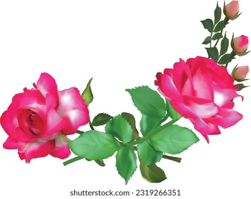 illustration with pink roses and buds isolated on white background
