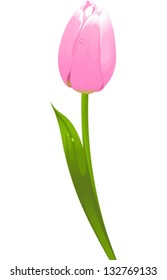 Illustration von rosafarbenen Frühlingstuppchen