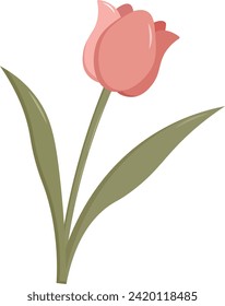 Illustration of a pink tulip