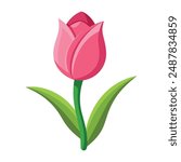 Illustration of pink tulip bud Isolated