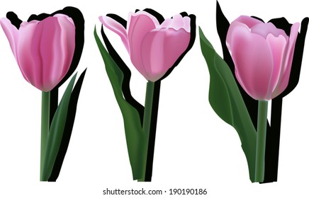 illustration with pink tulip flowers isolated on white background