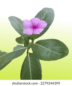 illustration of a pink violet flower with fresh green leaves
