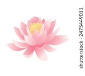 Illustration of pink water lily flower
