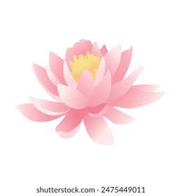 Illustration of pink water lily flower