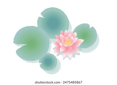 Illustration of pink water lily flower